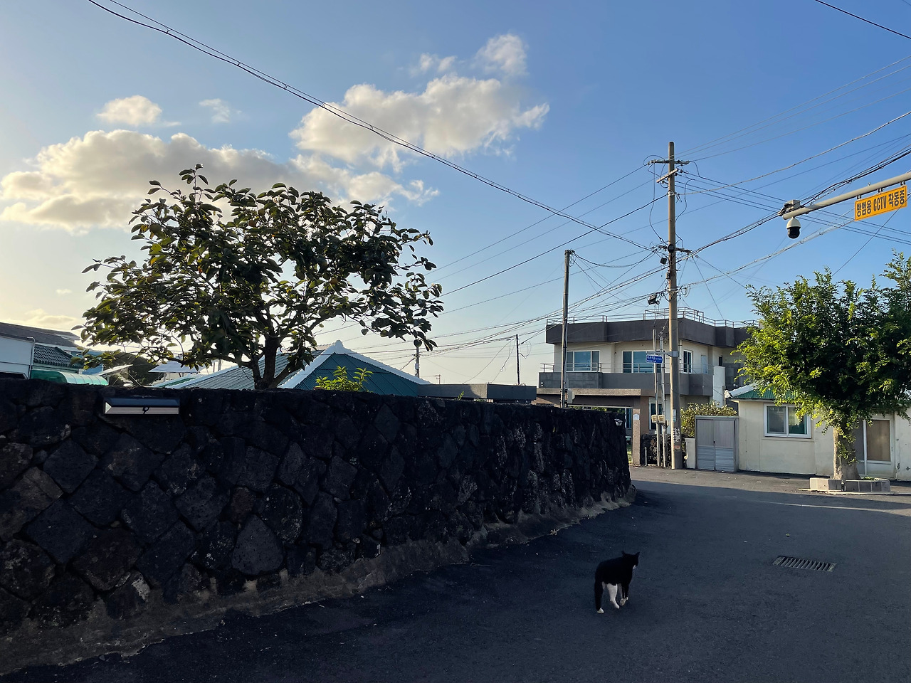 [030] 북촌리 고양이.jpg