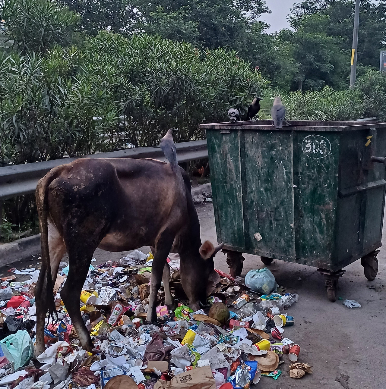 소와 비둘기.jpg