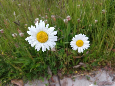 daisy_closeup.jpg