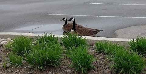 geese_pair.jpg