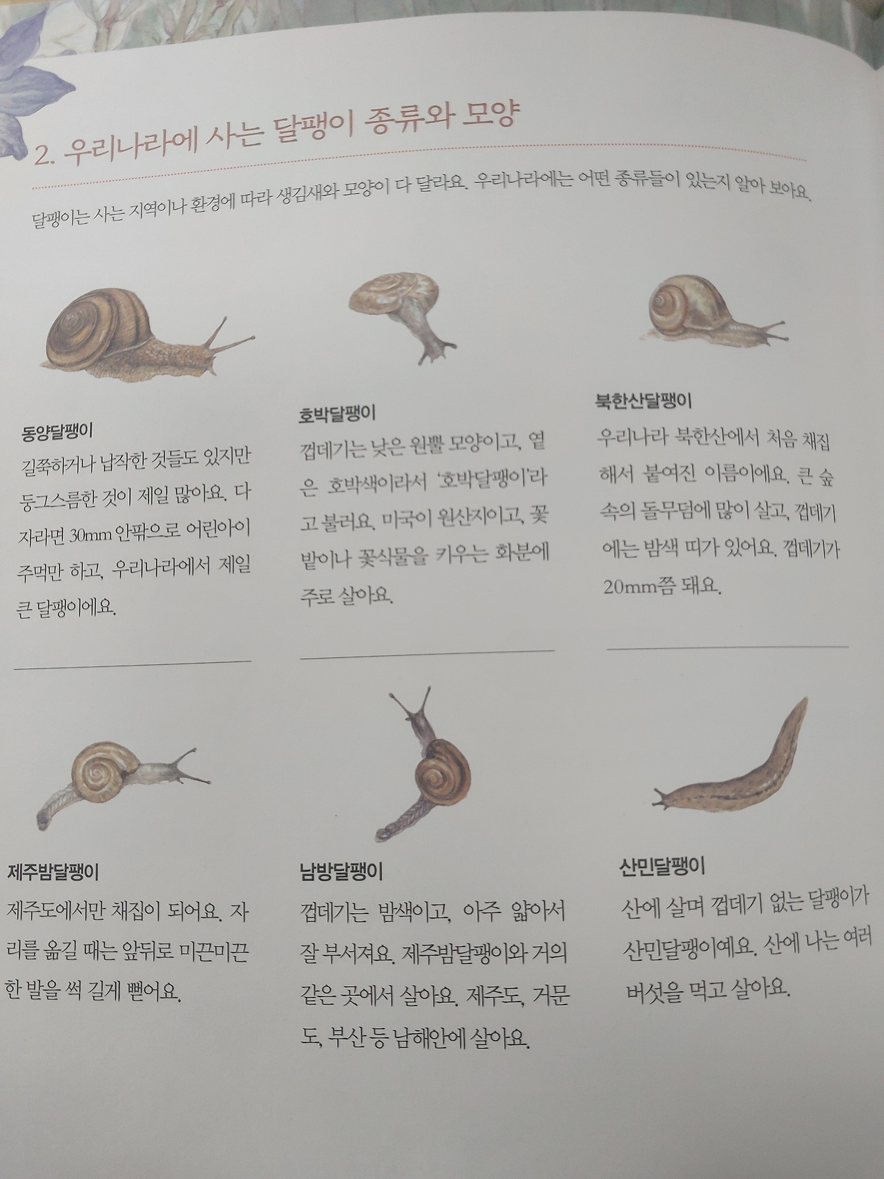 한국달팽이종류.jpg