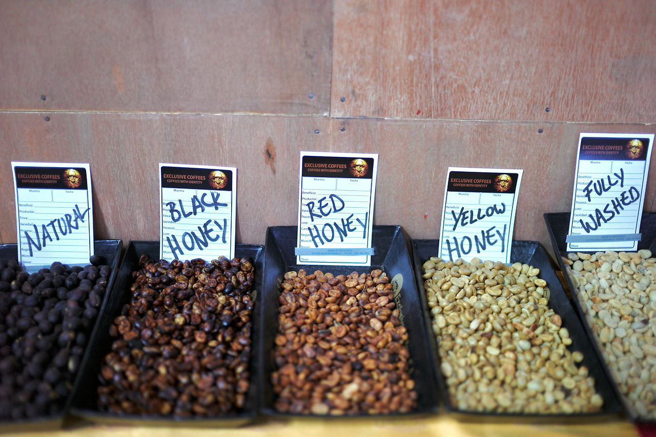 코스타리카 다양한 가공12.jpg