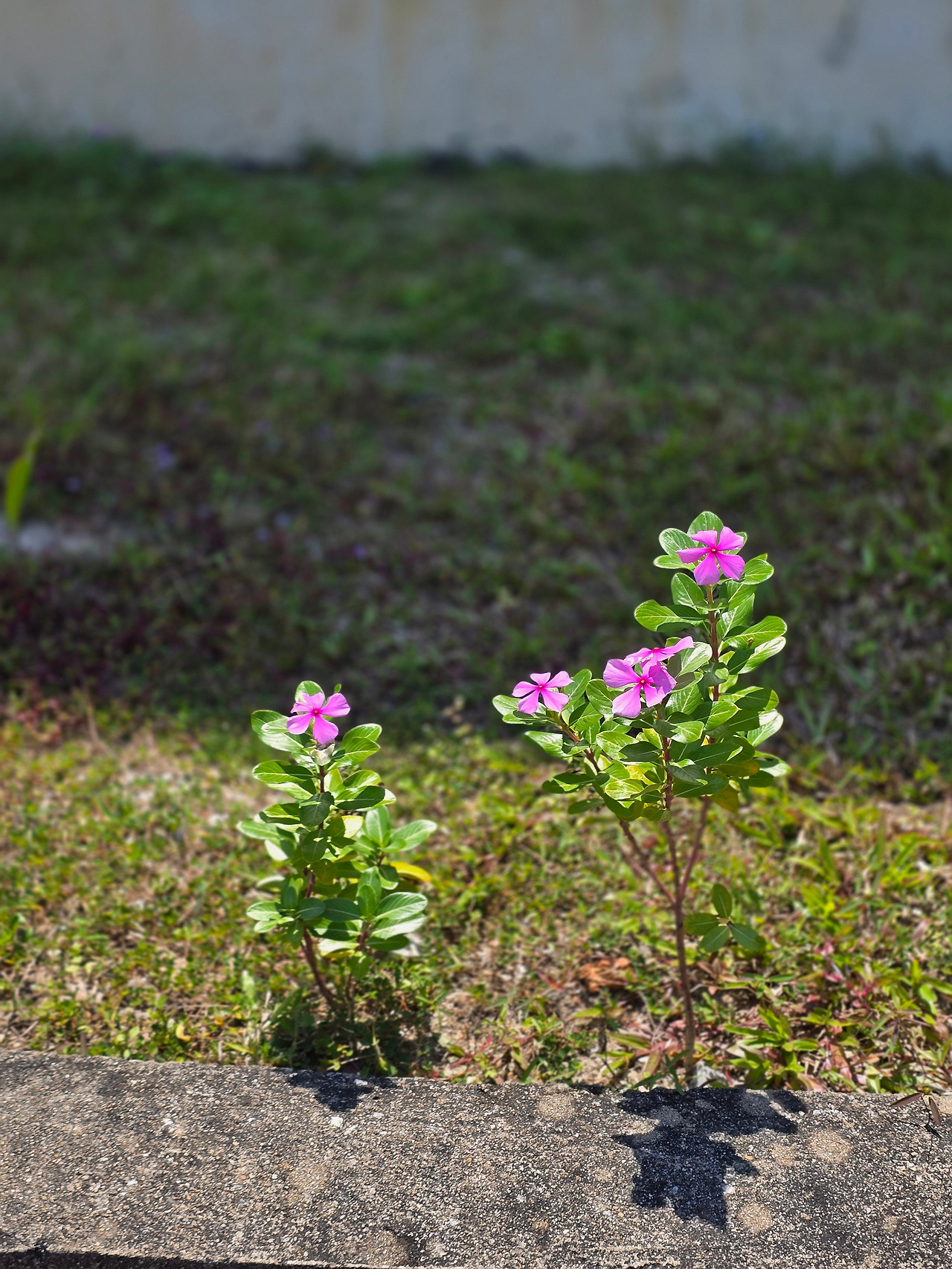 들꽃의 생명력-20260403_135216919.jpg