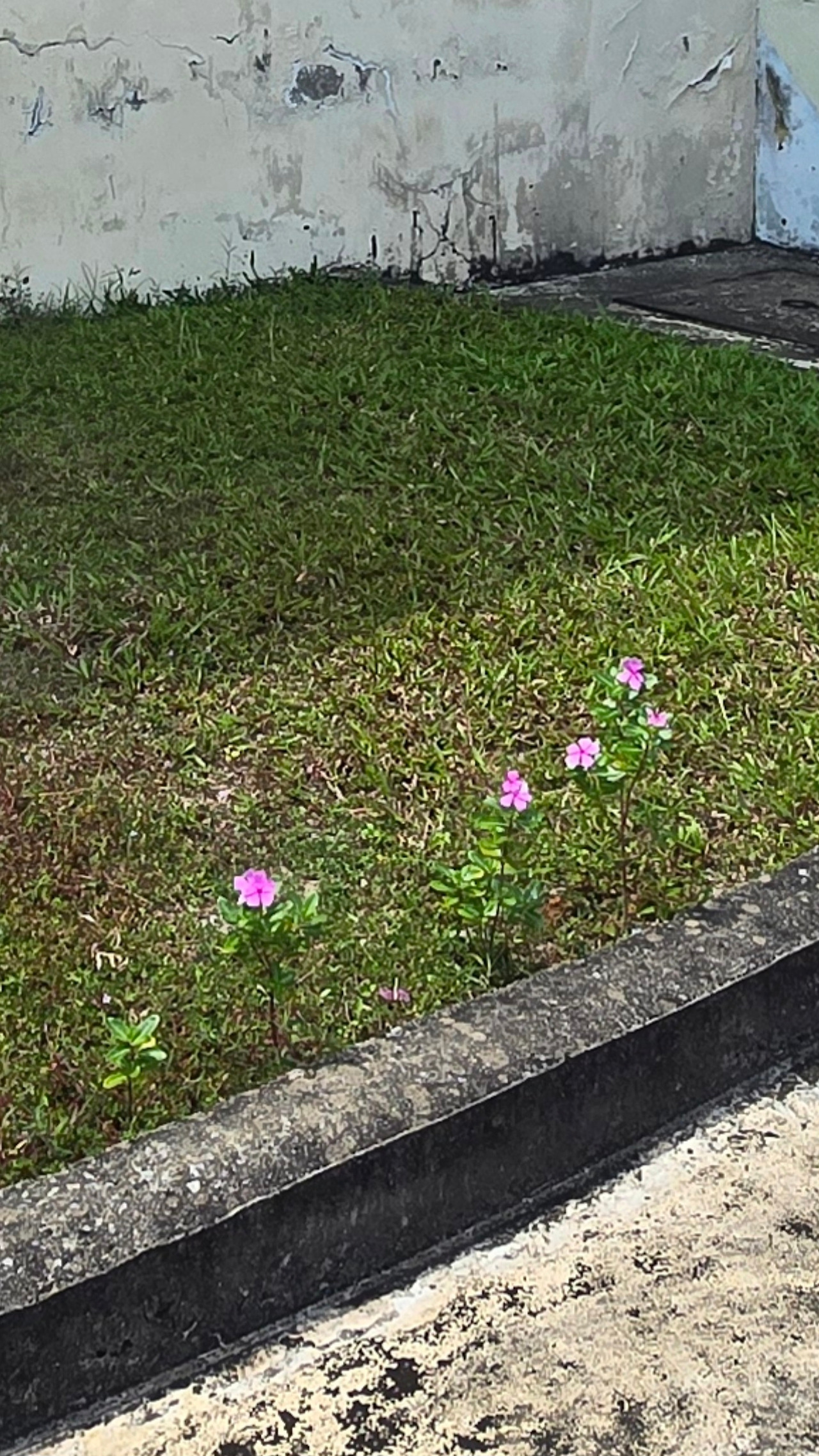 보라는 늘 내 곁에 있었다.20260307_121800855.jpg