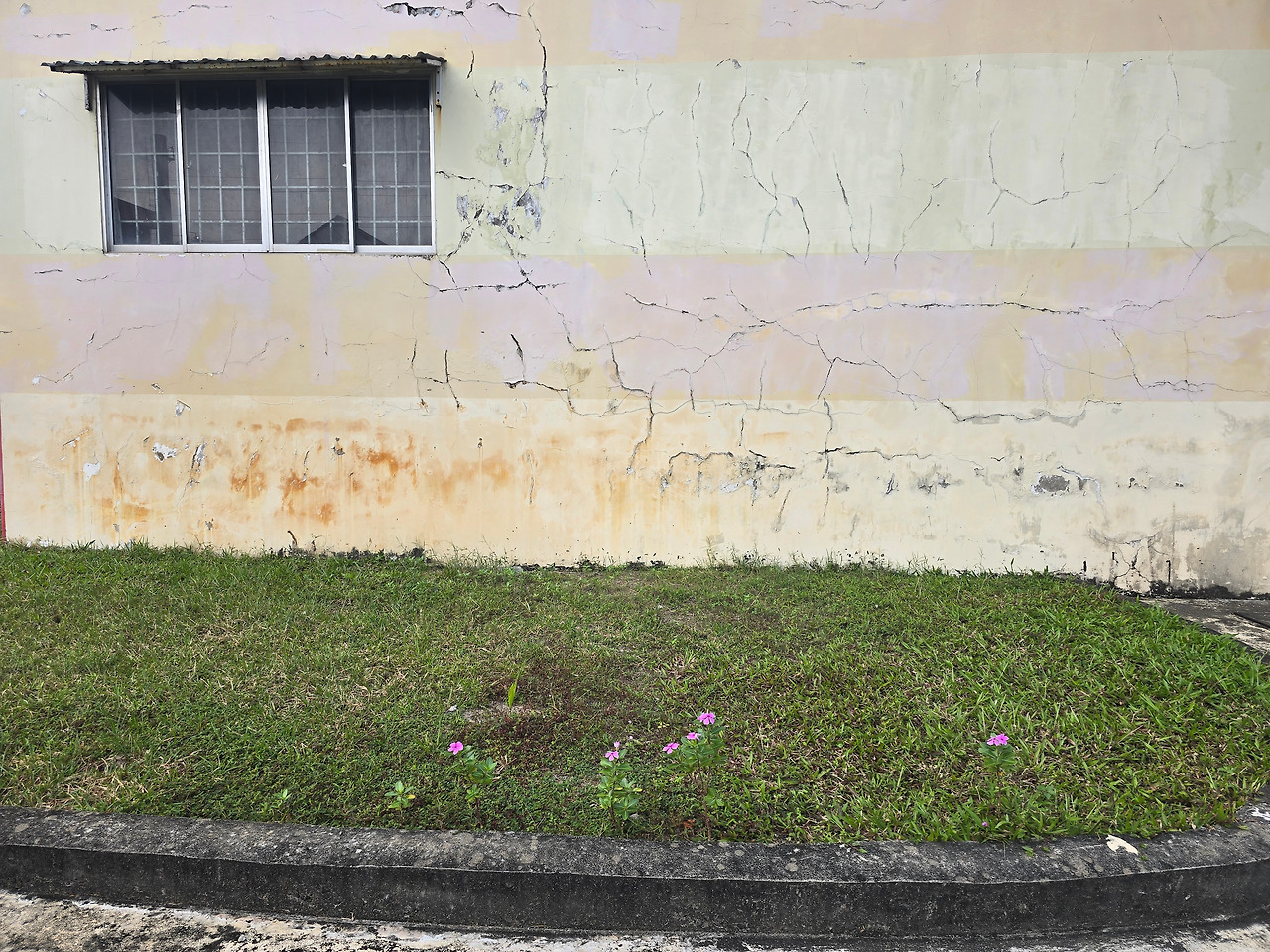 내 곁을 늘 지켜주던 보라꽃이 다시 피었다-20260307_073233379.jpg