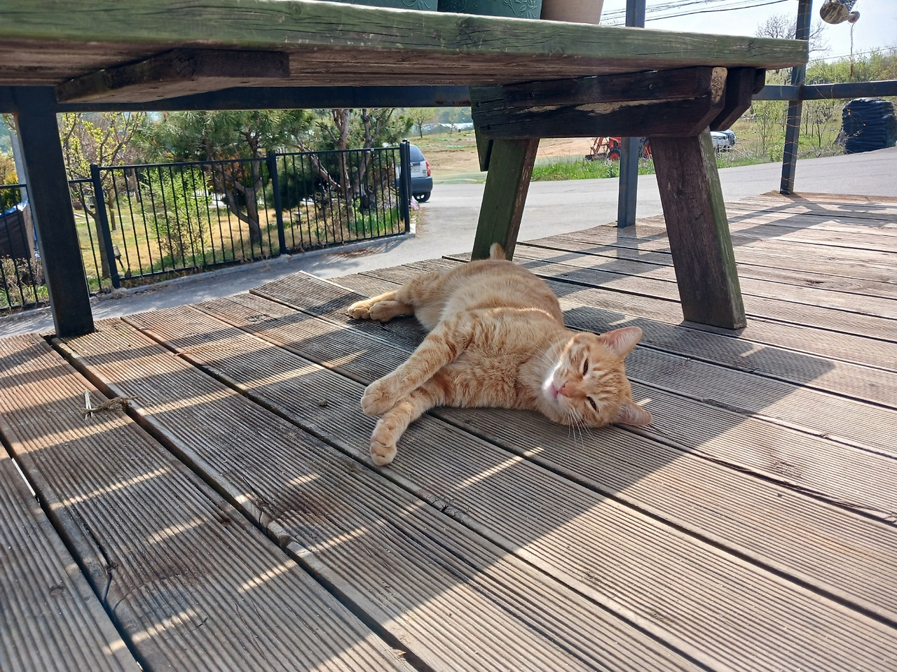 쿠키의 세상.jpg