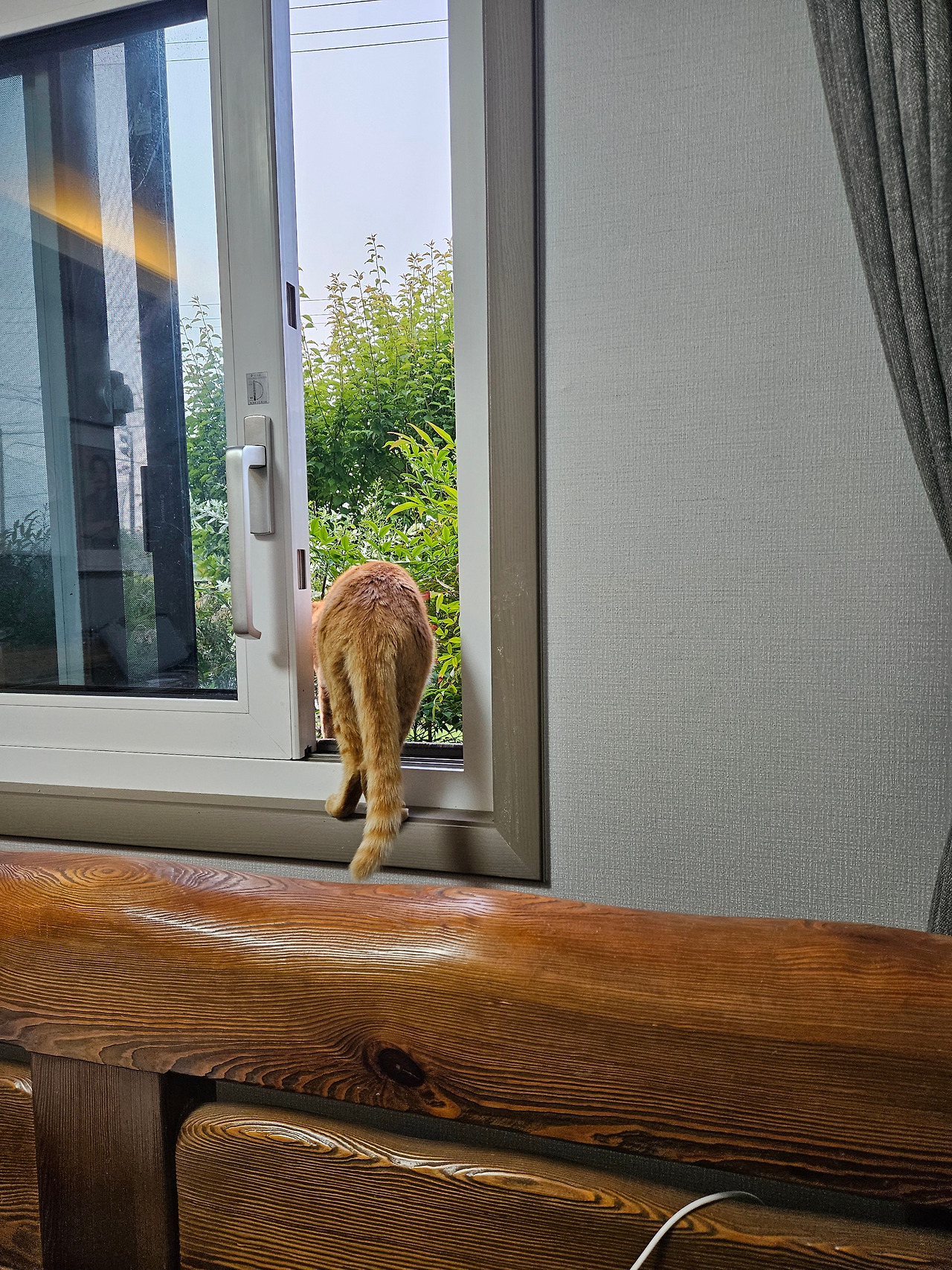 창문넘는 쿠키.jpg