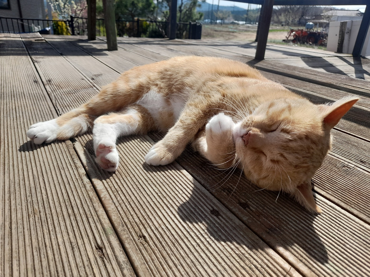 치즈도 동참.jpg