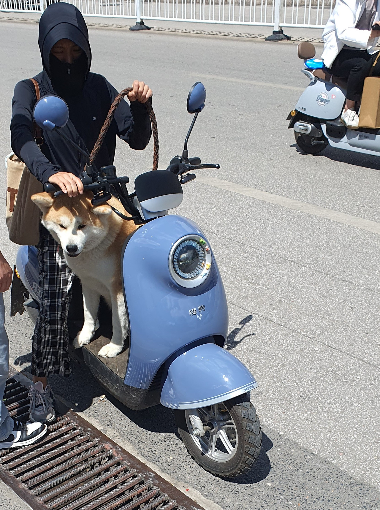 motorbike with dog.jpg