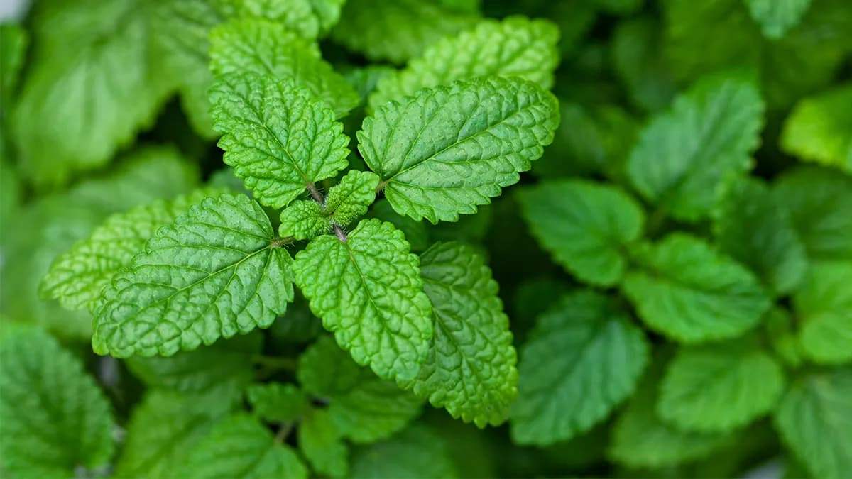benefits-of-lemon-balm-tea-2.jpg