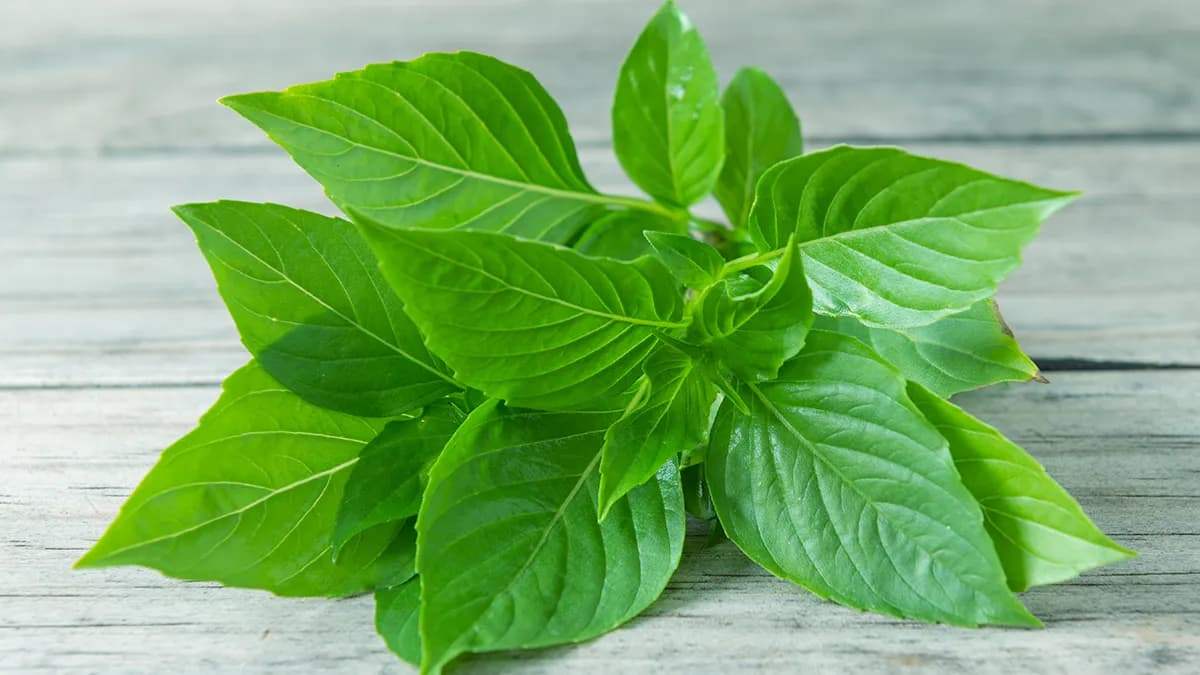 benefits-of-the-anti-inflammatory-herb-basil-1.jpg