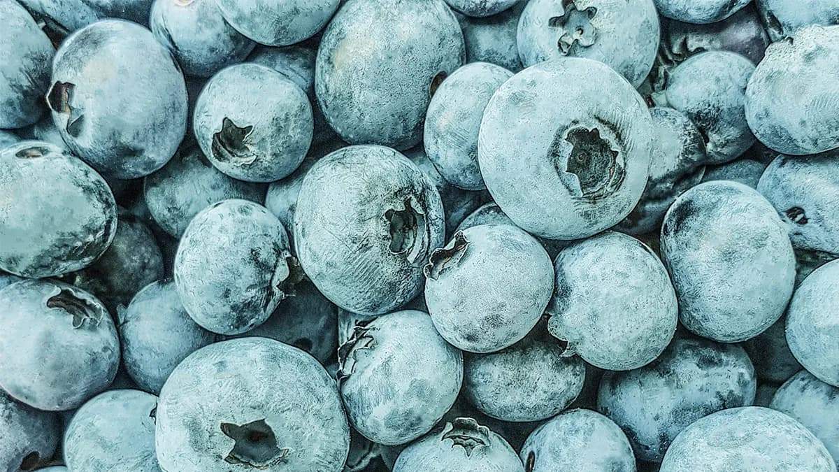 the-identity-of-the-white-powder-on-blueberries-1.jpg