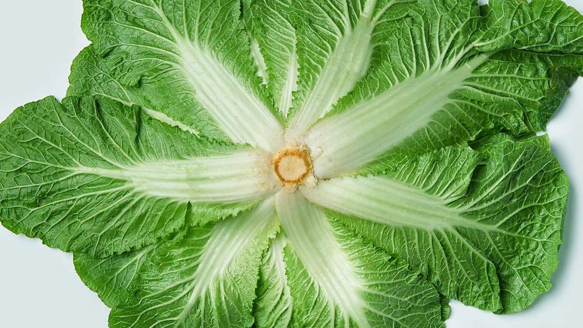 benefits-of-spring-cabbage-and-immune-function-2.jpg