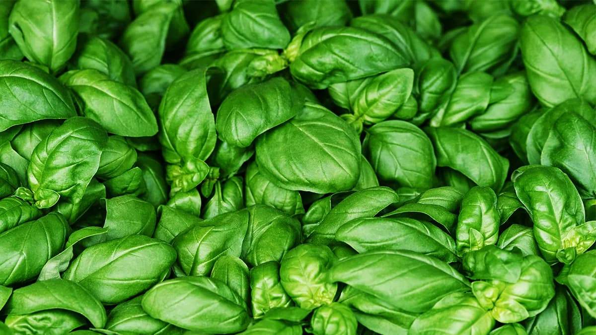 benefits-of-the-anti-inflammatory-herb-basil-3.jpg