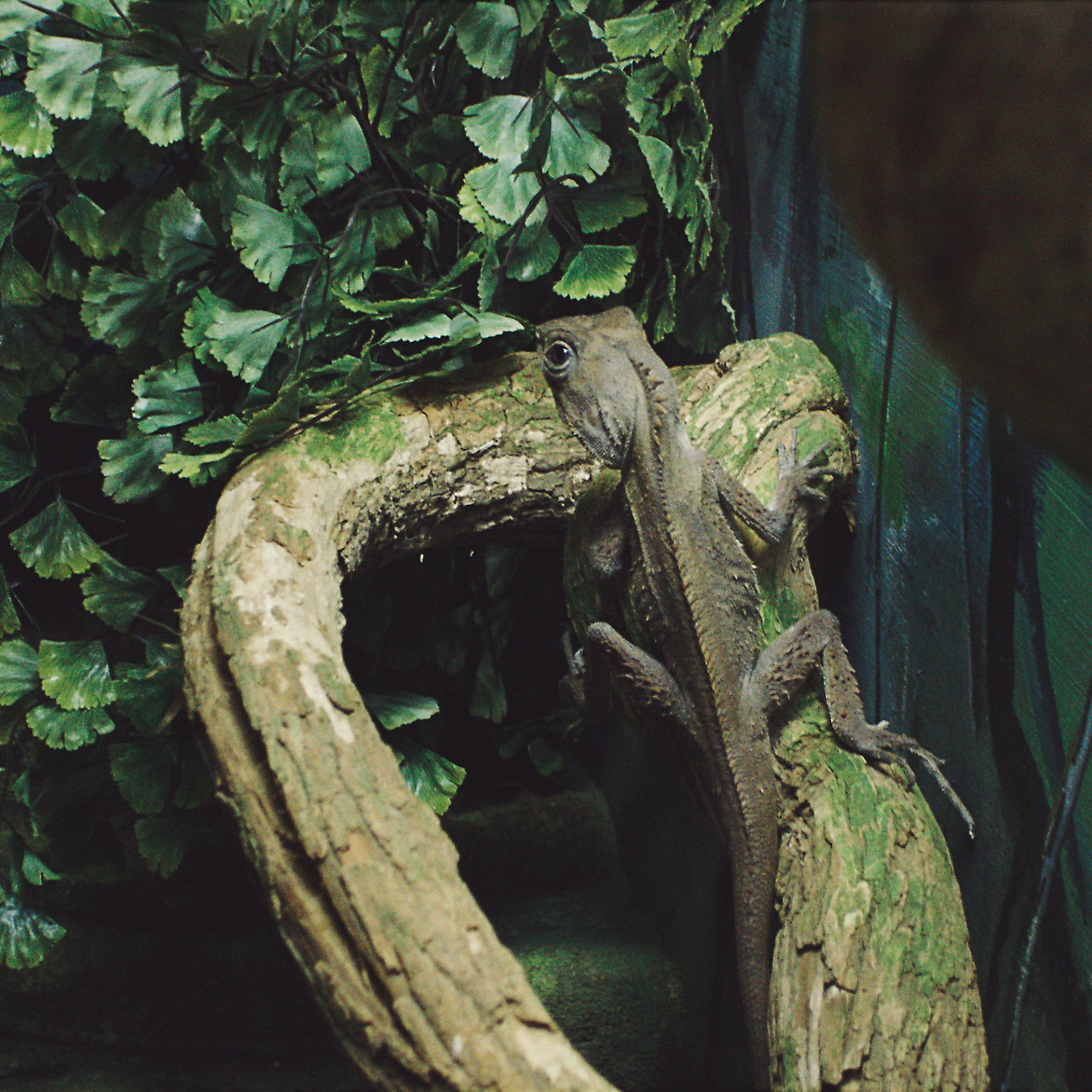 featherdale wildlife park 012 - minuir.jpg