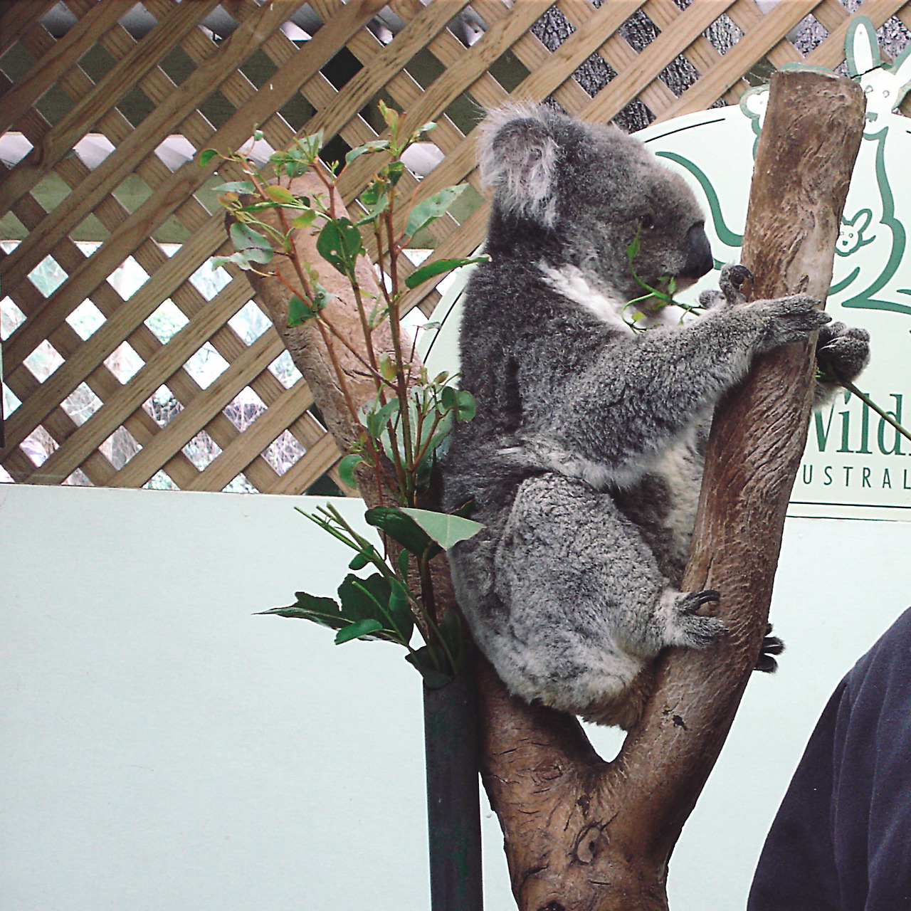 featherdale wildlife park 002 - minuir.jpg