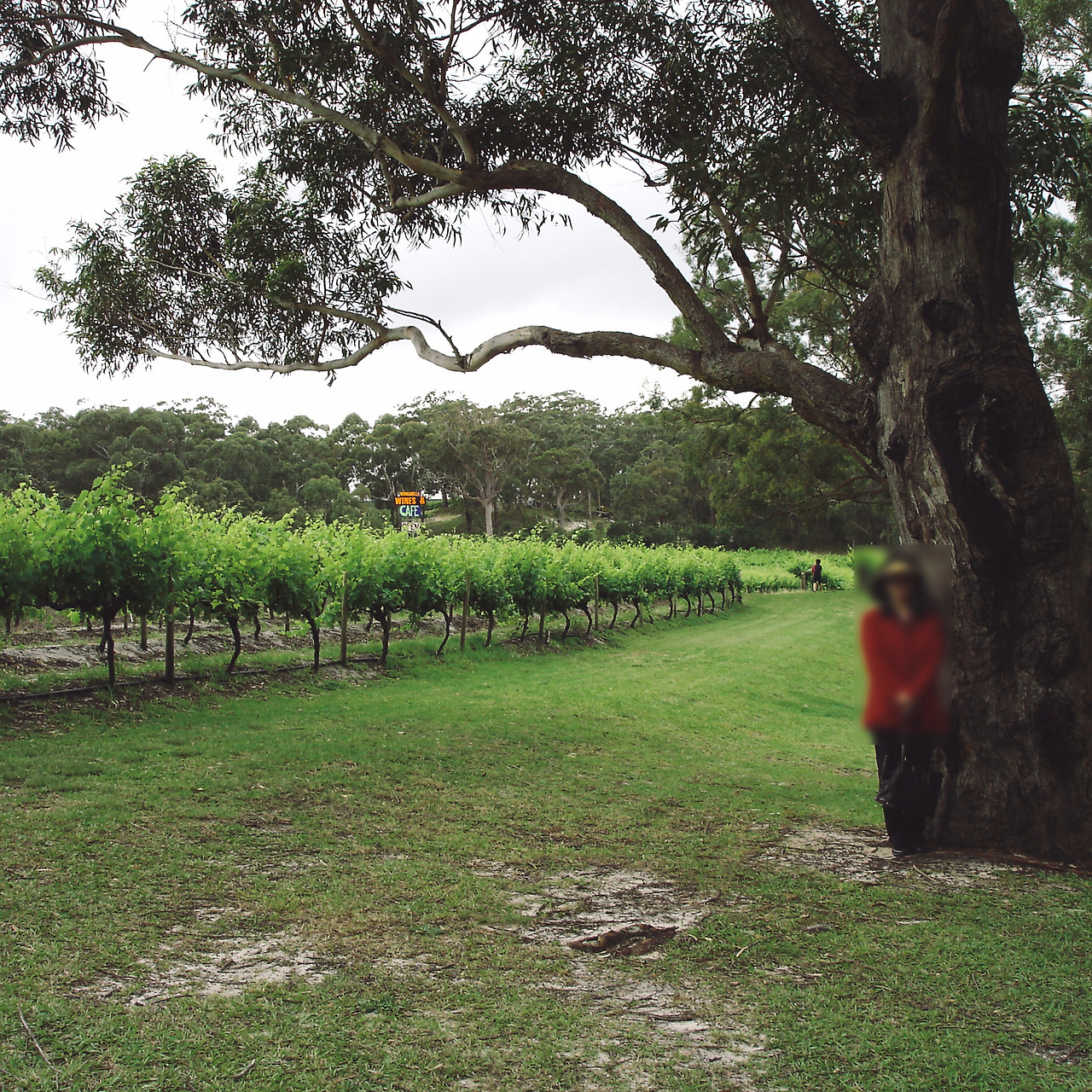 port stephens winery 008 - minuir.jpg