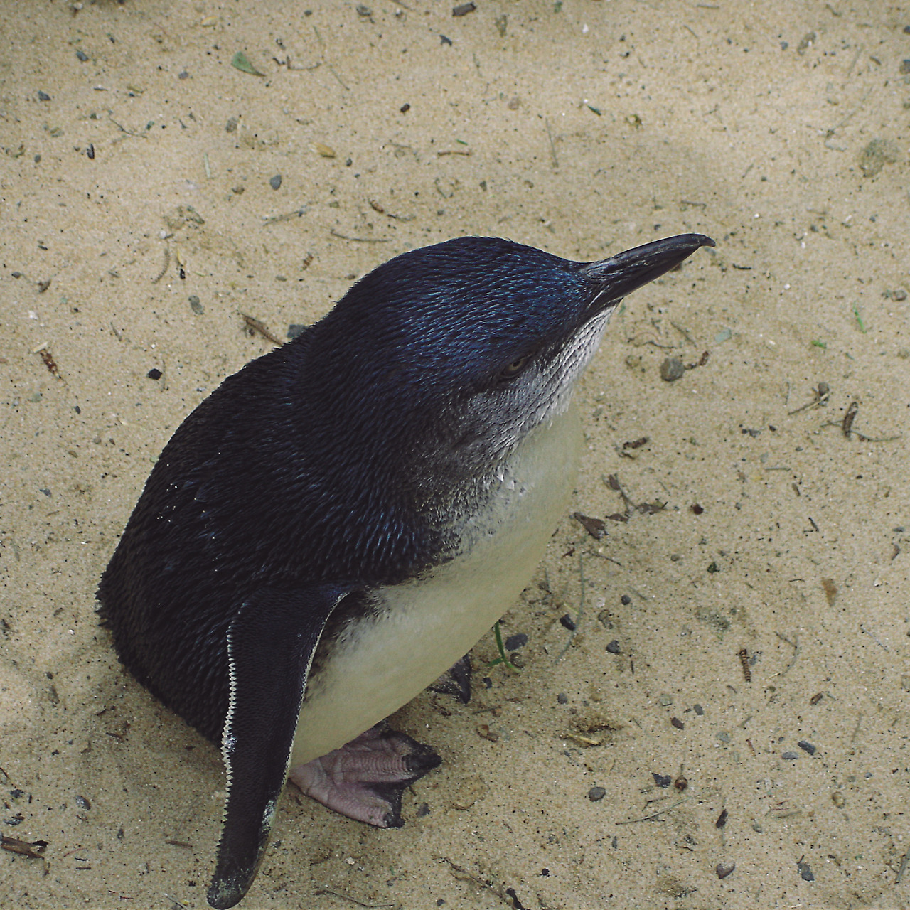 featherdale wildlife park 010 - minuir.jpg