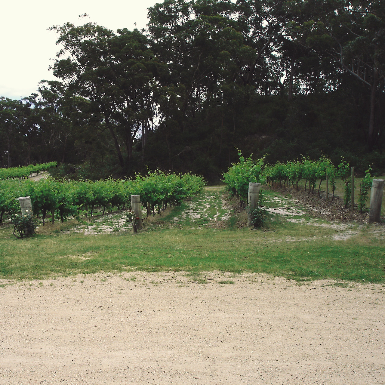 port stephens winery 009 - minuir.jpg