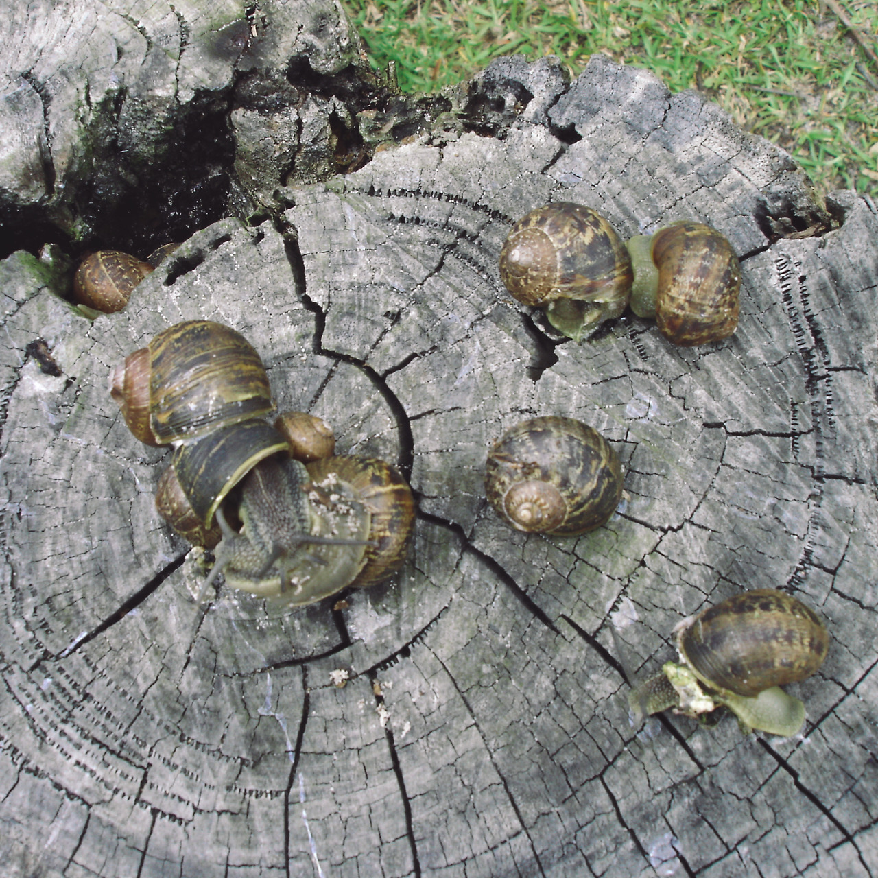 port stephens winery 010 - minuir.jpg