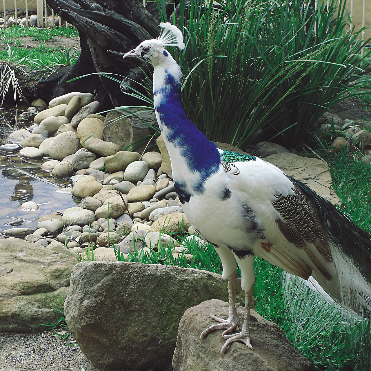 featherdale wildlife park 011 - minuir.jpg