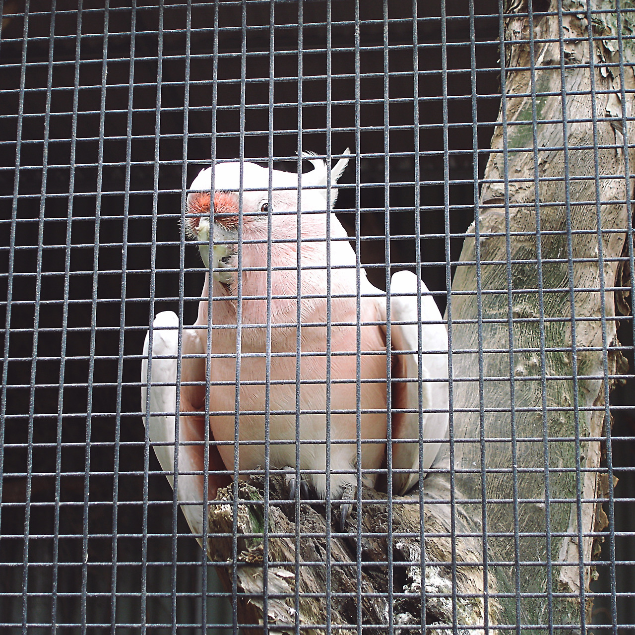 featherdale wildlife park 007 - minuir.jpg