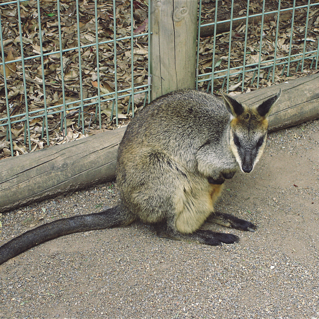 featherdale wildlife park 008 - minuir.jpg