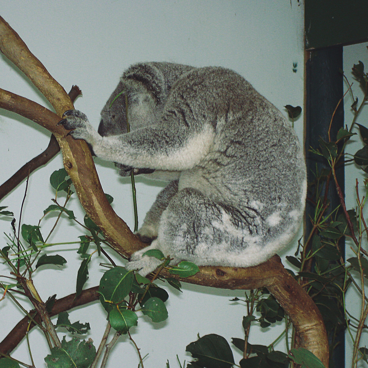 featherdale wildlife park 003 - minuir.jpg