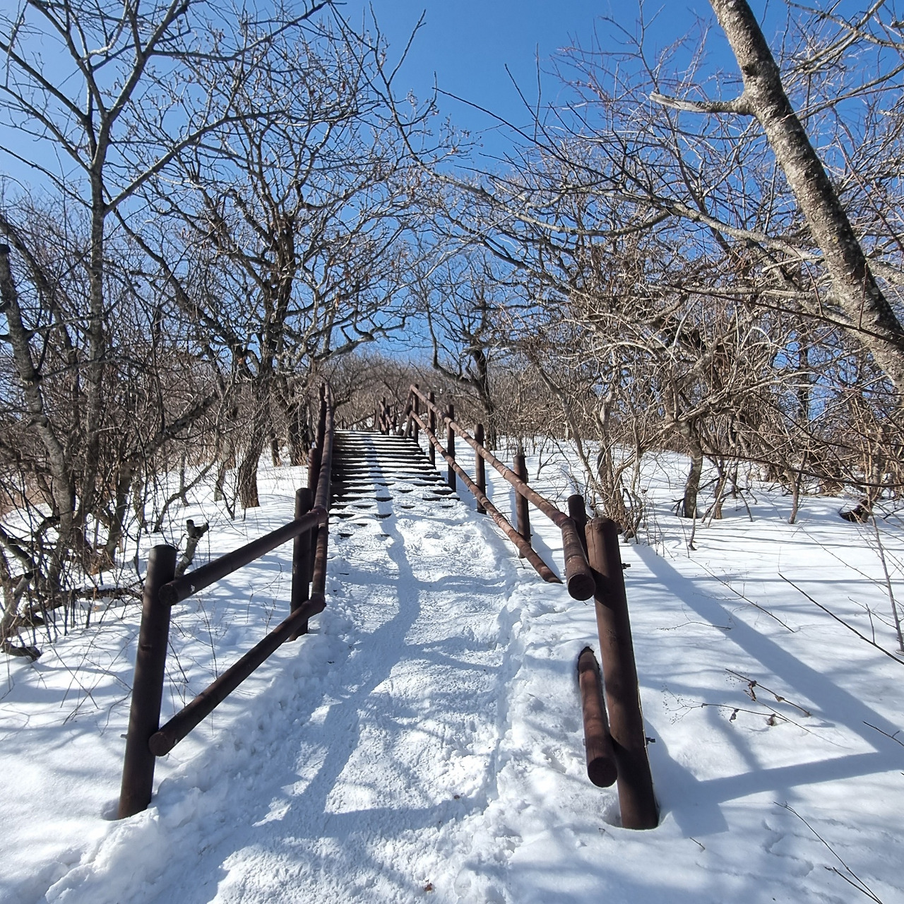 오대산 오르막길2026.01.25.jpg