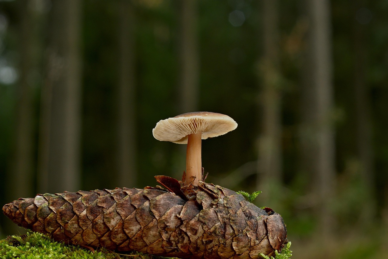 mushroom-7651522_1280.jpg