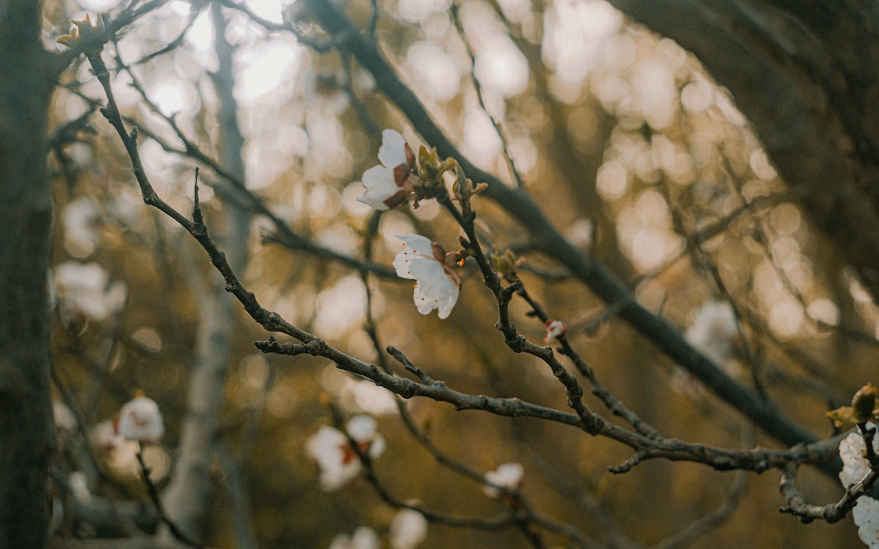 mostafa-ftpix-zSfbBUIfQHQ-unsplash (1).jpg