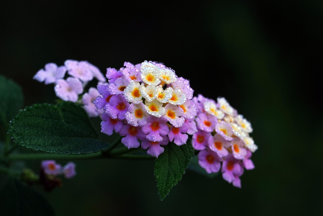 kimdaejeung-lantana-8037634_1920.jpg