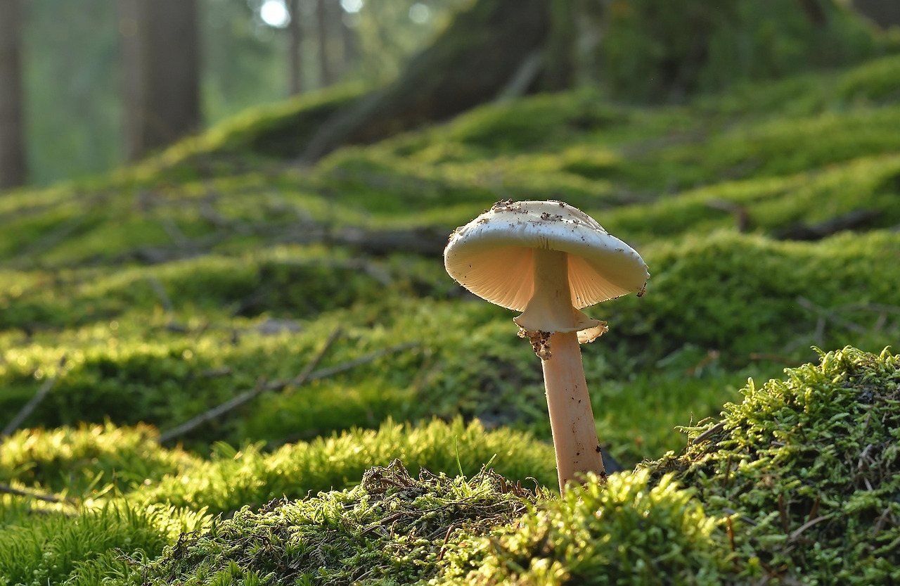 jggrz-mushroom-8191823_1920.jpg