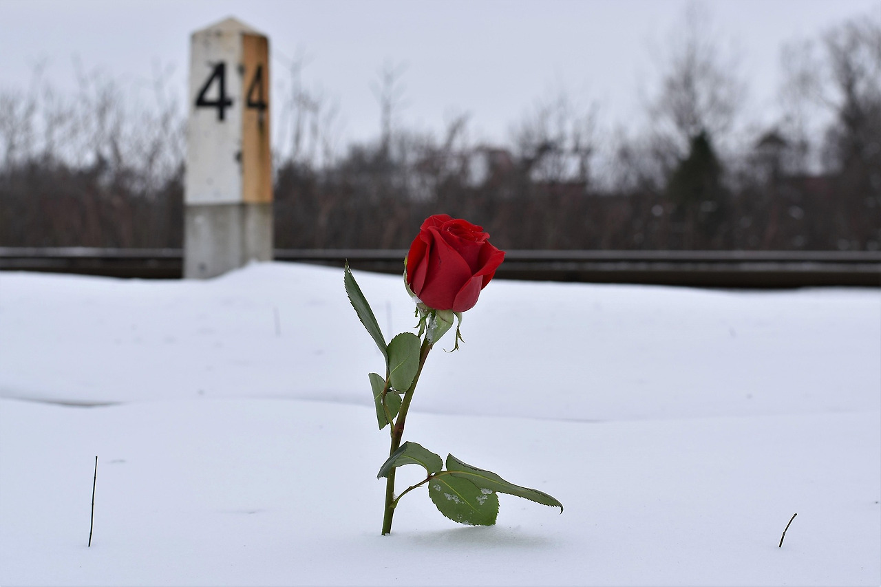red-rose-in-snow-3178589_1920.jpg