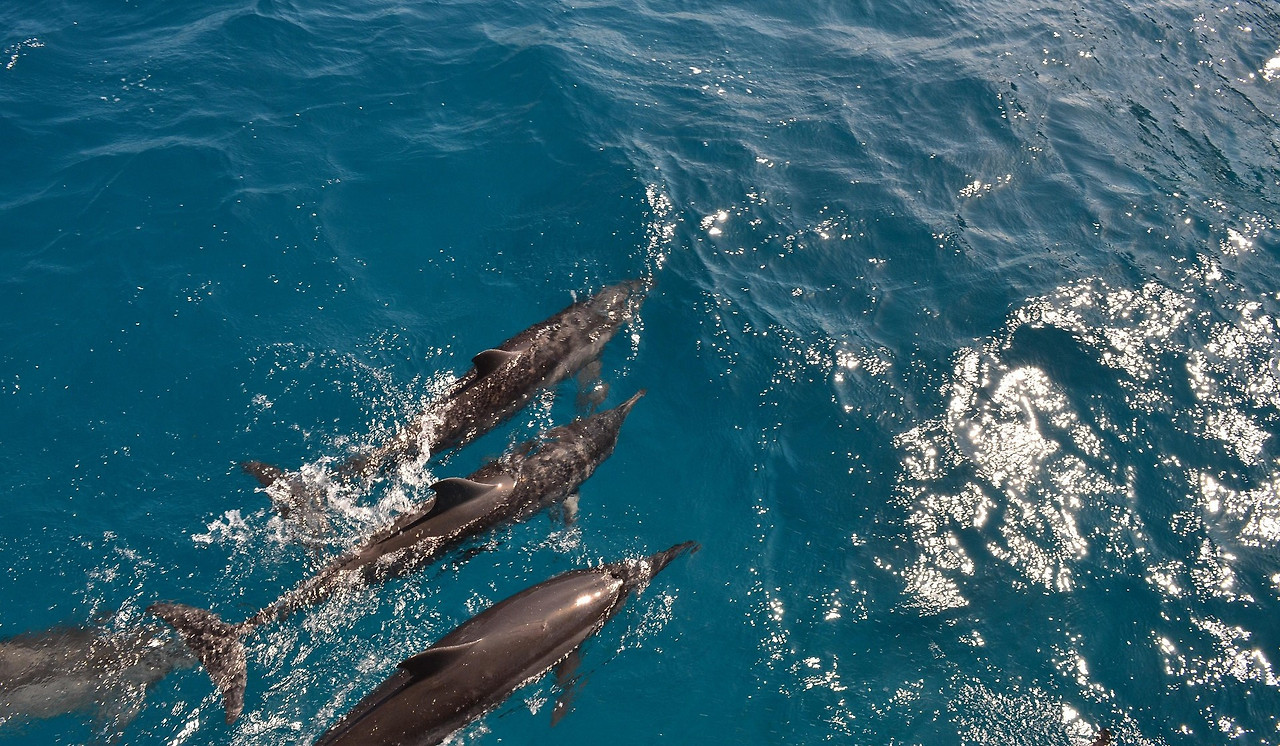 rpaulosoares-a-family-of-bottlenose-dolphins-4384680_1920-2.jpg