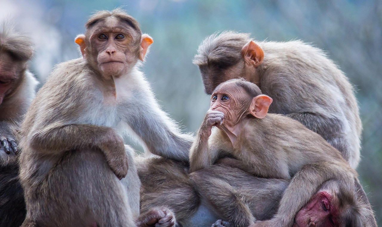 pavanprasad_ind-monkey-6952641_1920-2.jpg