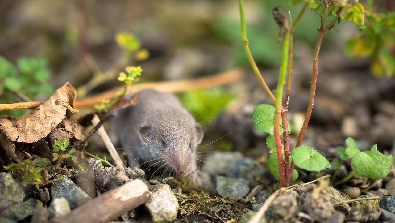 rpn-shrew-2787021_1280-2.jpg