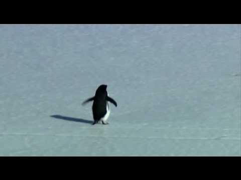 허무주의 펭귄.jpg