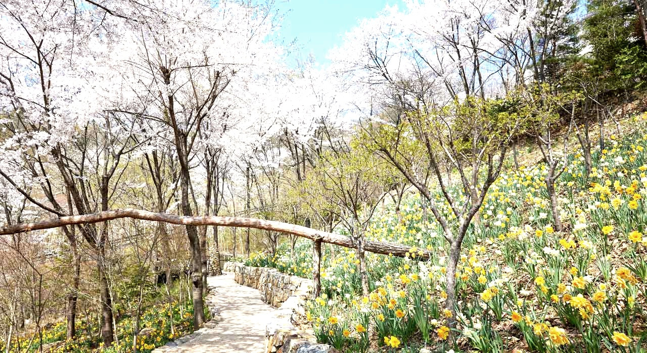 꼭가야할봄꽃명소20_2.jpg