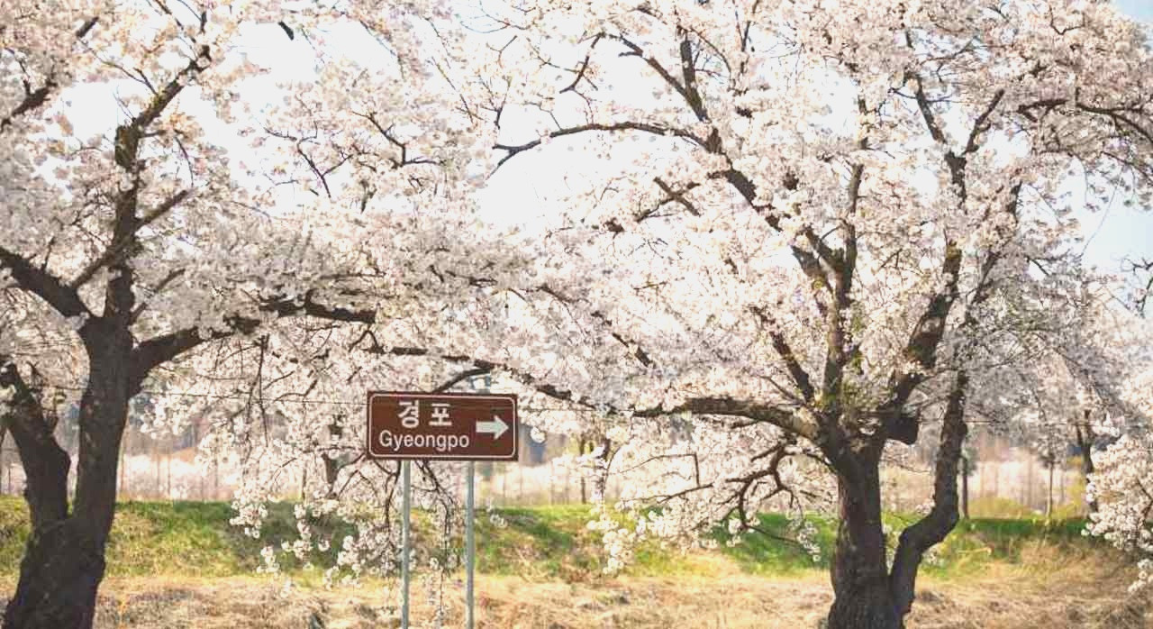강원도벚꽃성지는여기_0.jpg