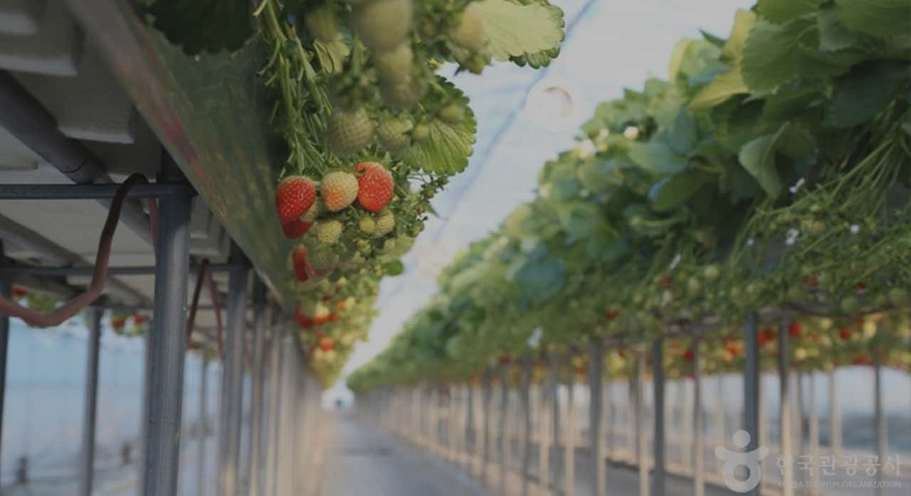 2026국내딸기축제_3.jpg