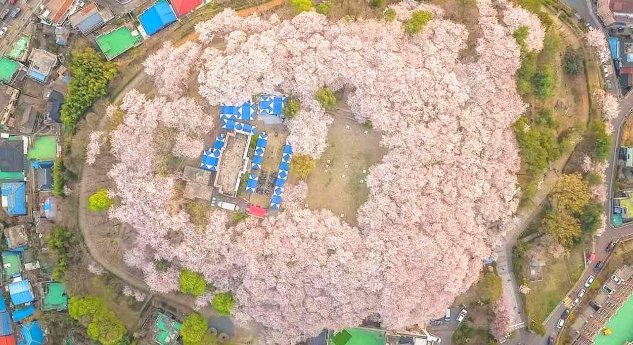 도심한가운데벚꽃분화_1.jpg