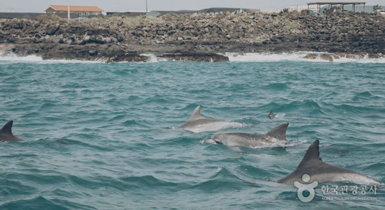 돌고래를쫓을것인가기_0.jpg