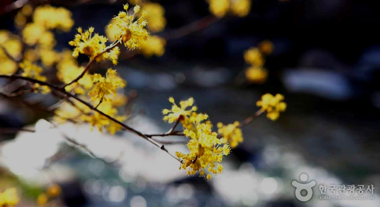 서울근교봄꽃명소제2_2.jpg