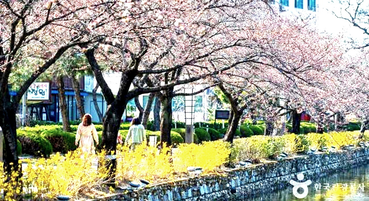 김밥보다벚꽃경상북도_1.jpg