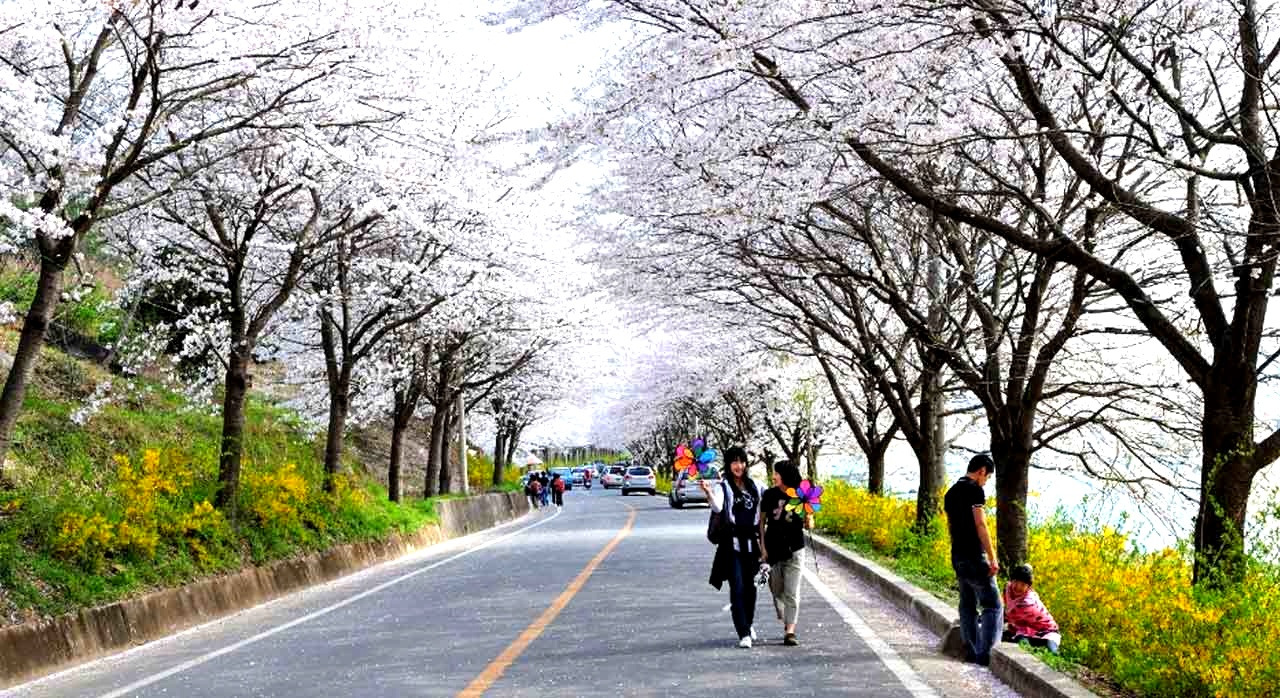 벚꽃길로봄나들이가자_0.jpg