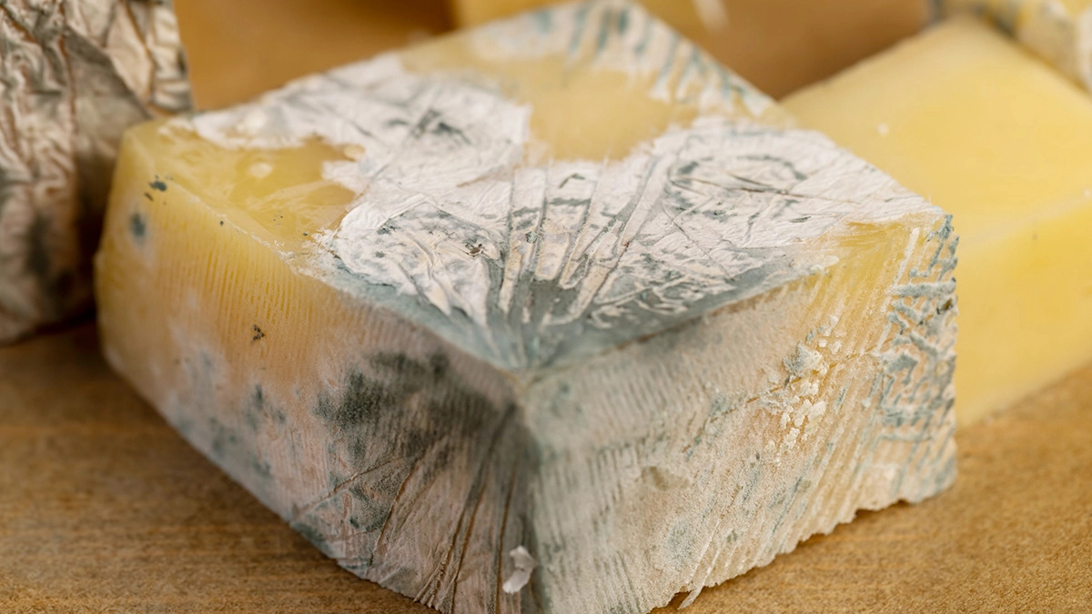 cheese-fungus-toxic-materials-5.jpg