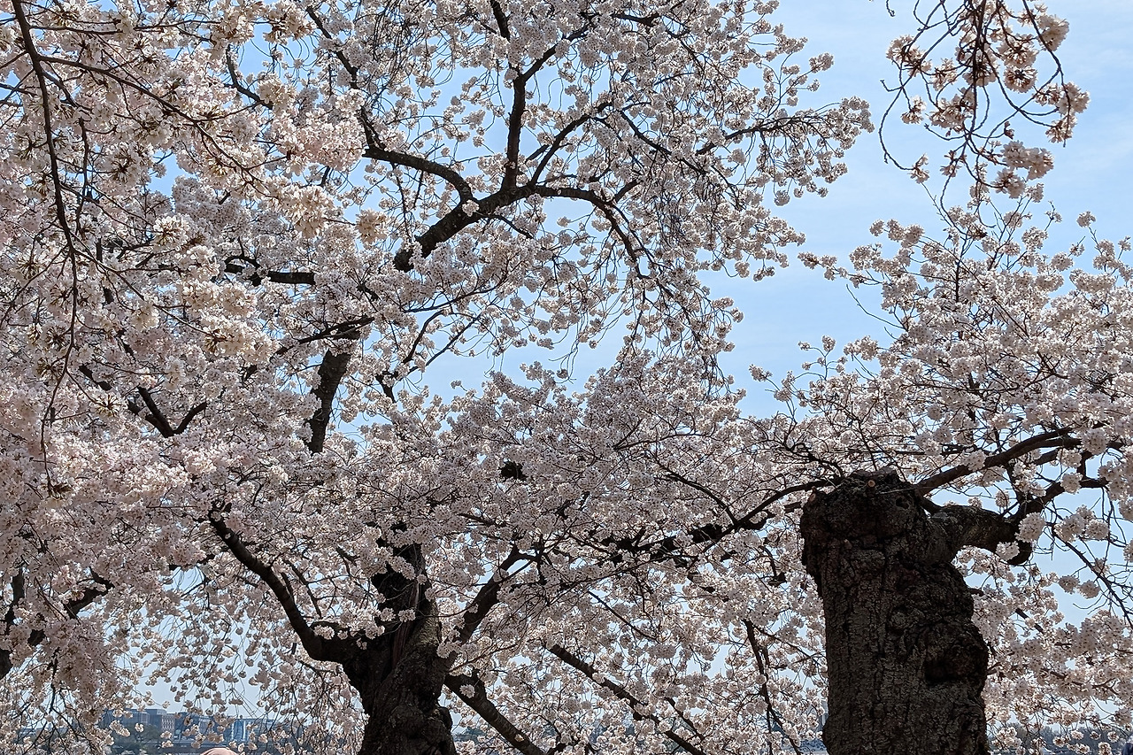 cherryblossom-9.jpg