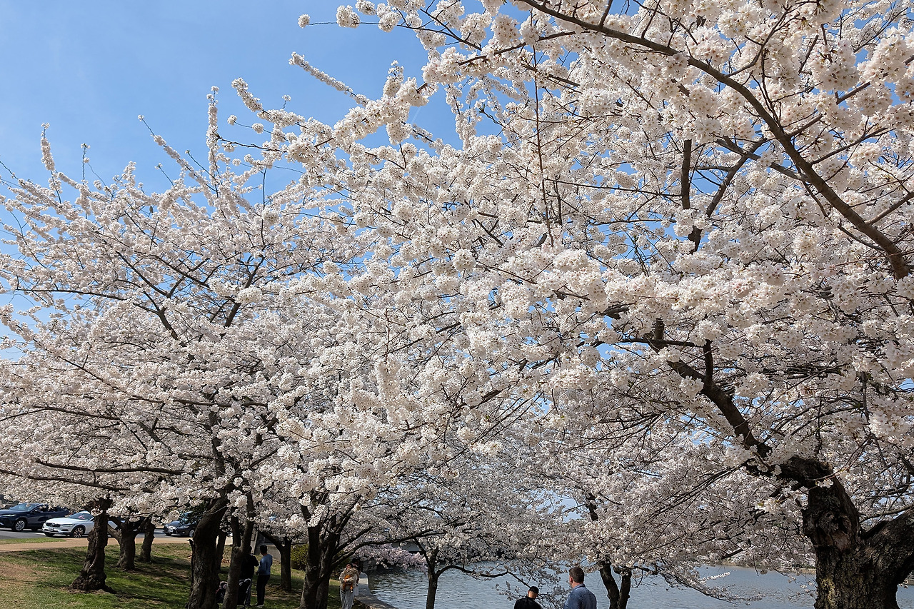 cherryblossom-2.jpg