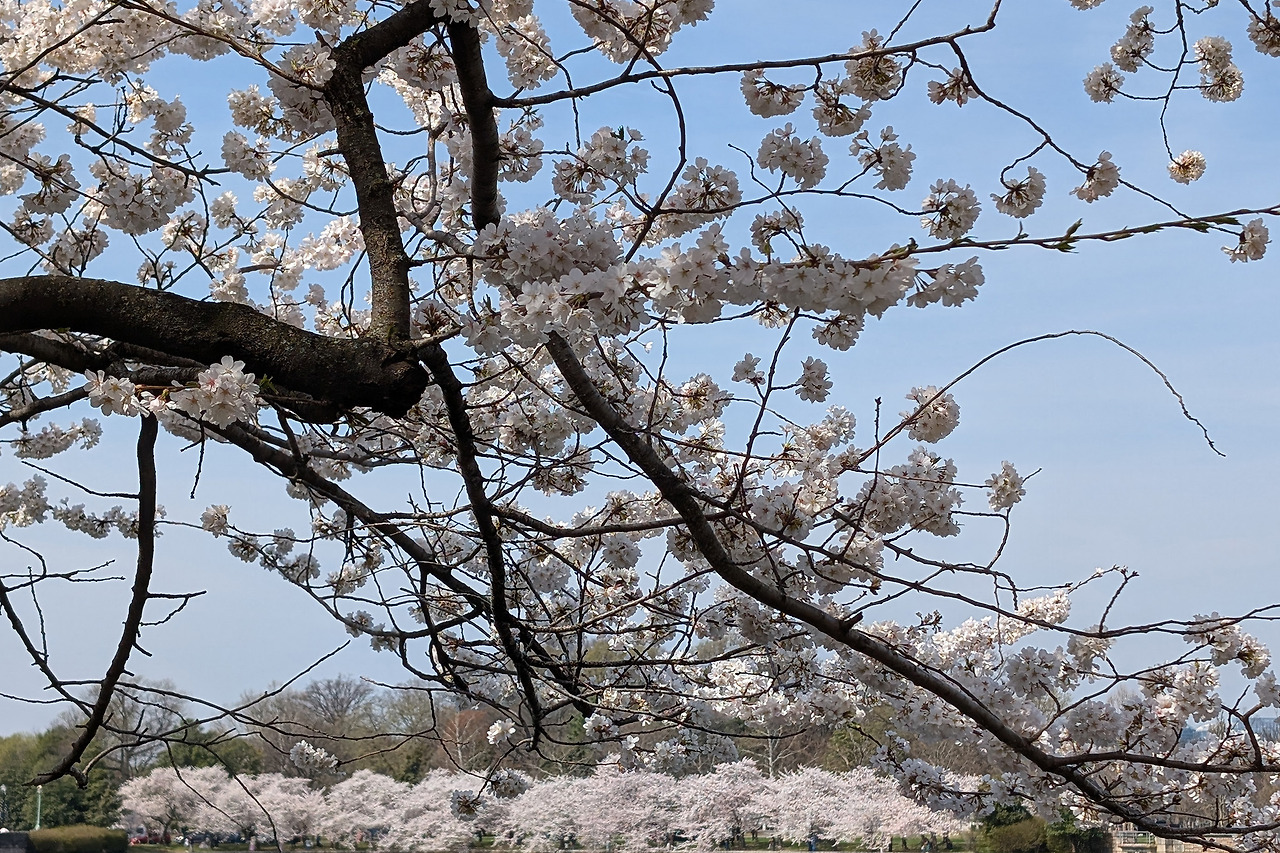 cherryblossom-20.jpg